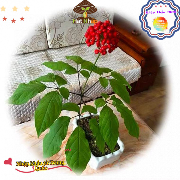 ThậtHạt Giống Nhân Sâm Hàn Quốc, Khoảng 60 viên，Chịu Nhiêt Tốt Trồng Được Năm, Năng Suất Cao - k036