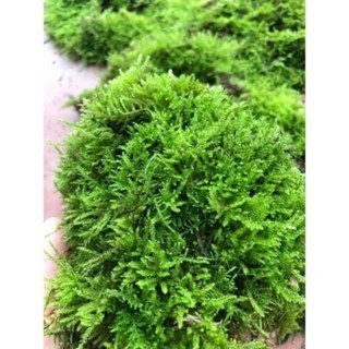 vỉ rêu java siêu rẻ  đã ươm vào vỉ inox kích thước 8x16cm|| Rêu Gắn Bonsai, gắn layout thuỷ sinh, bể cá cảnh