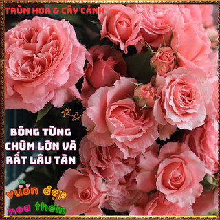Chậu Hoa Hồng Corail Gelee Nở Bền Thơm Đậm Bông To Từng Chùm Mĩ Mãn️📬 Làng Hoa Sa Đéc