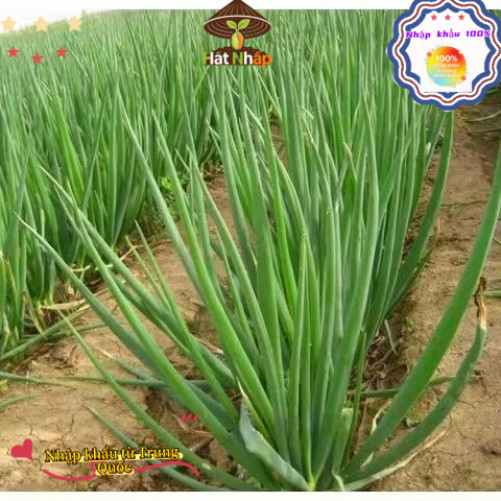 Hạt giống hành lá, hành hương cao sản，1cái túiKhoảng 1000 viên thuốc，-k013
