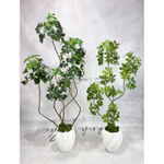 Cây Giả Ngũ Gia Bì Nhập Khẩu Lá Nhựa In 5D Không Chậu – Decor Phòng Khách Văn Phòng Khách Sạn Nhà Hàng – Cảnh Nhi Flower — ảnh 2