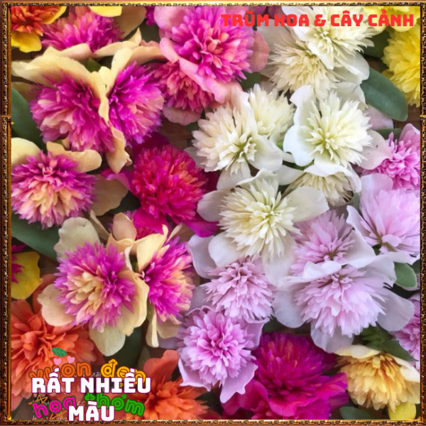 Cành Hoa SAM KÉP NỞ CẢ NGÀY tuyệt đẹp rực rỡ siêu đáng yêu dễ trồng️📩 Hoa Mười Giờ Bonsai & Phụ Kiện