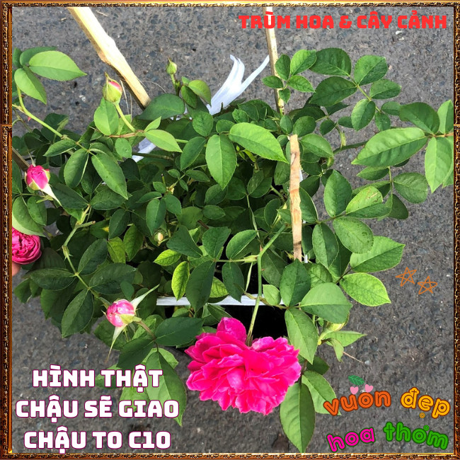 Chậu Hoa Hồng Tường Vi Siêu Phẩm Hương Thơm Cực Kỳ Dễ Trồng 📕 TRÙM HOA VÀ CÂY CẢNH