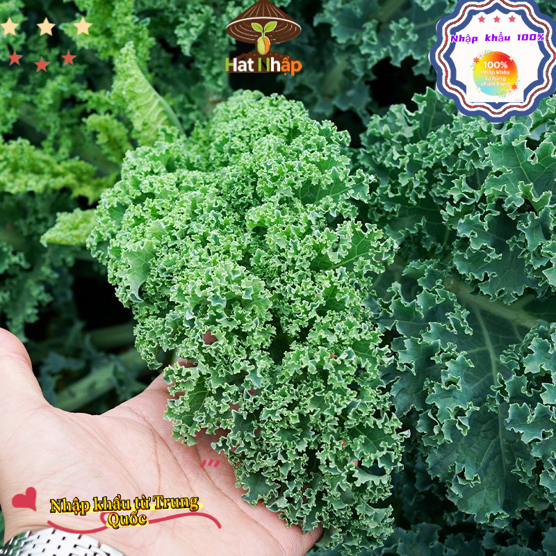 Hạt giống cải kale, cải xoăn chịu nhiệt，-k009