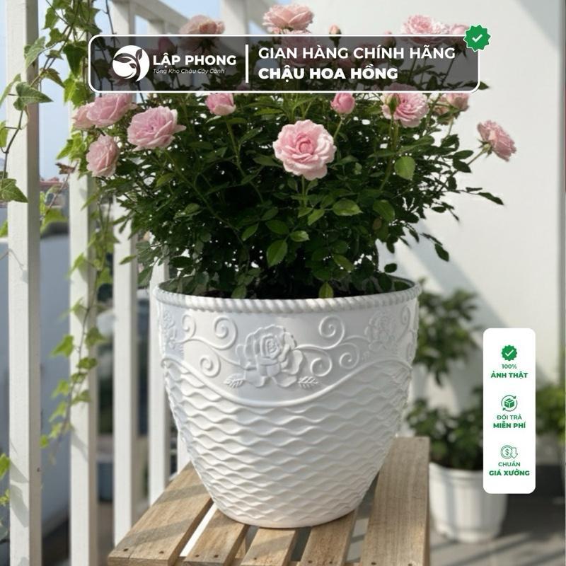 Combo 3-5c Chậu Hoa Hồng Nhựa Trắng Đẹp Để Bàn  Trắng Phù Hợp Mọi Không Gian Sang Trọng