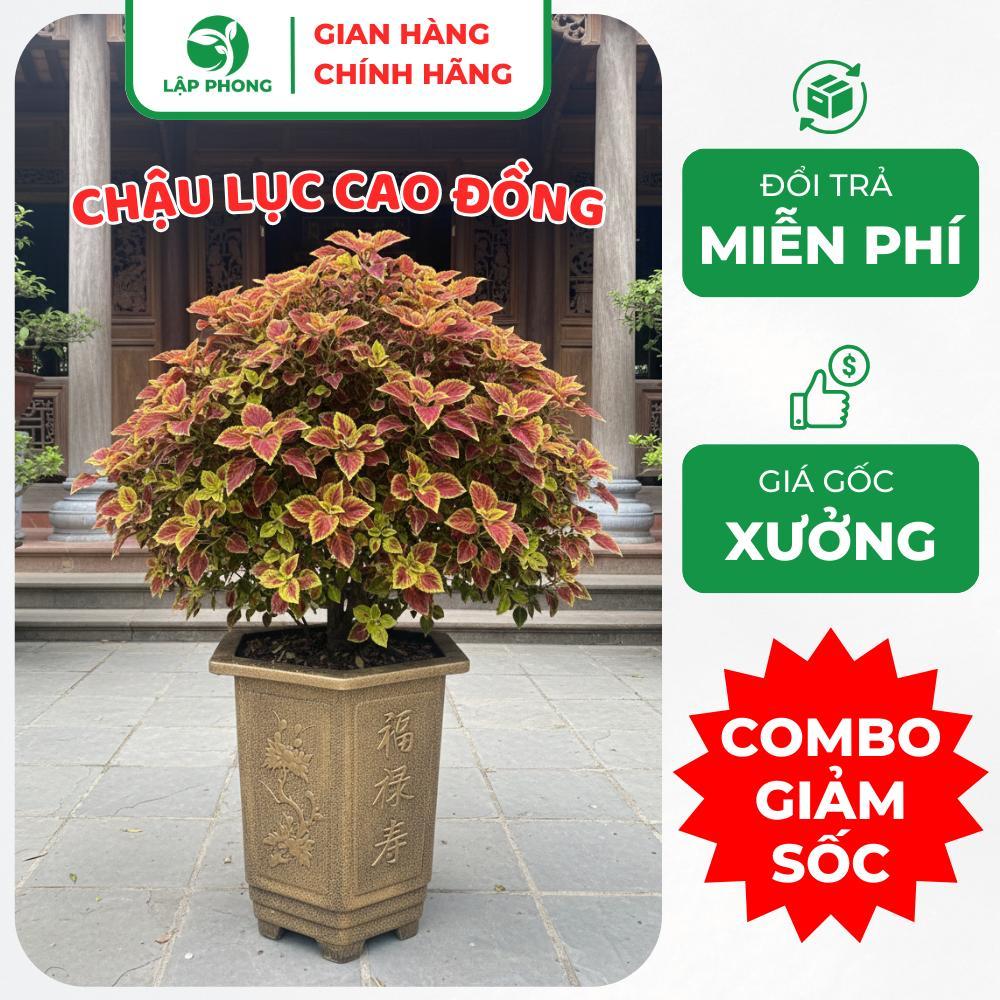 Chậu Lục Cao Đồng dày dặn trong nhà ngoài vườn cây cảnh cây bonsai hoa sang trọng bền đẹp