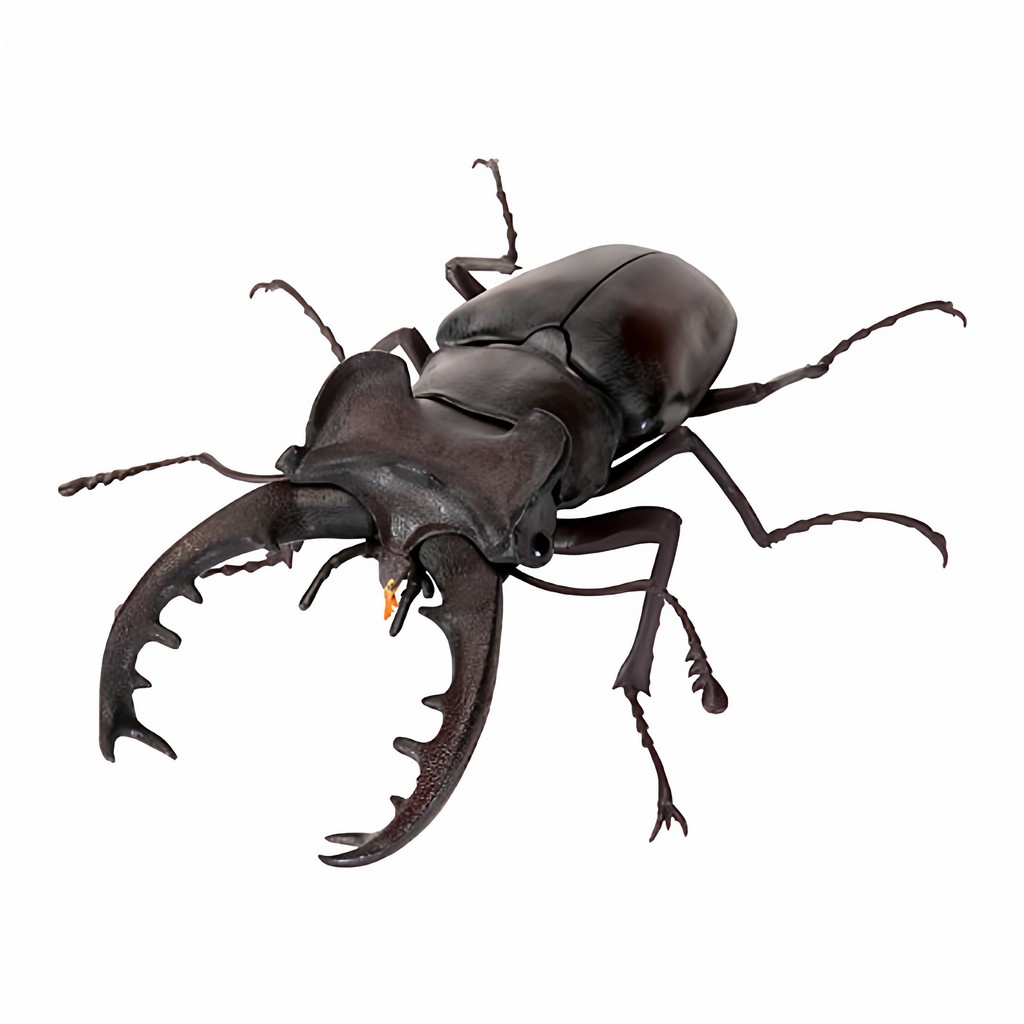 [BTF] Hàng có sẵn BANDAI Capsule Toy Sinh học Sách minh họa lớn 11 Beetle Stag Beetle Mô phỏng Đồ trang trí côn trùng S03Y
