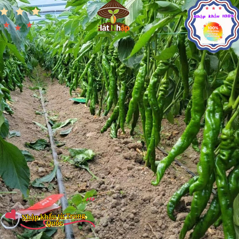 Hạt Giống Ớt_ Xanh_ Hàn Quốc(250 hạt) -Ngọt, Cay Nhẹ, chịu nhiệt và năng suất cao - k053