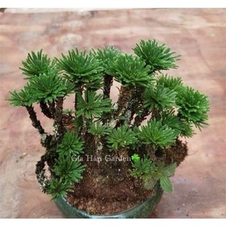 10 cây dương xỉ đá (trường sinh thảo) trang trí tiểu cảnh, hòn non bộ,,setup terarium...vv