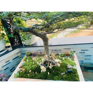 rêu xanh loại vip diện tích 25x25 , chịu hạn nắng nóng tốt, dùng để đắp cây bonsai ,cây cảnh…vv