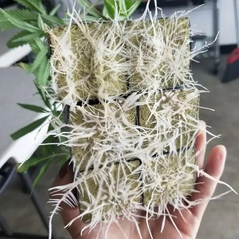 50 / 100 CÁI Văn hóa không đất Rockwool Khối trung bình Hydroponic Seeding Khối trồng cây cho cây