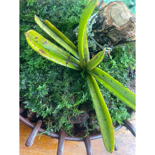 - rêu trắc bá đắp chậu hoa lan , tiểu cảnh , setup bán cạn, terarium