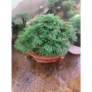 10 cây dương xỉ đá (trường sinh thảo) trang trí tiểu cảnh, hòn non bộ,,setup terarium...vv
