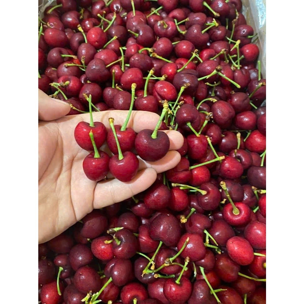 [Ship Hỏa Tốc HCM 1-2 giờ ] 1Kg Cherry Mỹ đầu mùa tươi ngọt [BO-BL-028]
