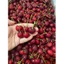 1Kg Cherry Mỹ đầu mùa tươi ngọt [BO-BL-028]