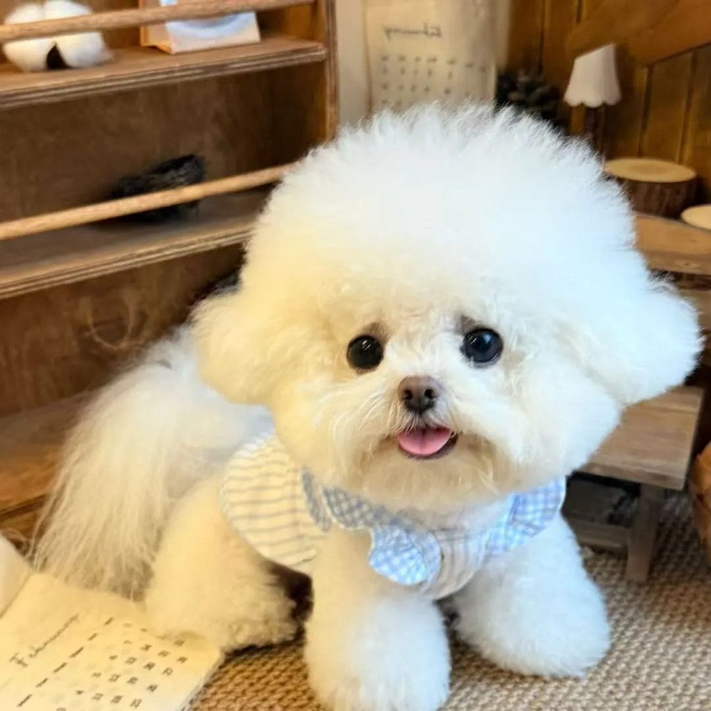 Snoopy Pet Xù Quần áo sọc Teddy Quần áo Vest chó nhỏ
