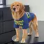 【Ready Stock】 Summer Thin Large Dog Clothes Anti-Lint Golden Retriever Alaska Breathable Sun Protection Big Dog Cool Clothes Solid Color zLJt