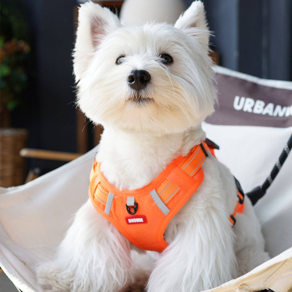 [Pet-Eleven] Dây đeo ngực thú cưng di động Tay cầm bảo vệ khẩn cấp Dây xích chó cỡ trung nhỏ Áo Vest cho chó kiểu dáng Ngực Dây xích chó có thể điều chỉnh phổ biến cho chó mèo Chó Bichon Teddy Dây đeo thú cưng Dây xích chó