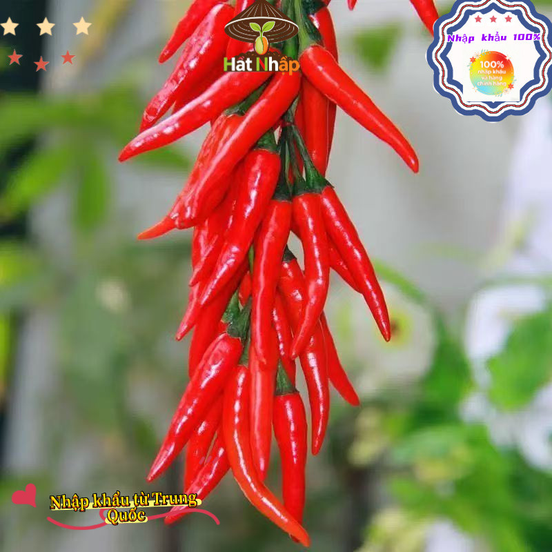 Hạt Giống Ớt Chỉ Thiên F1 (500 Hạt) - Cay Nồng Nàng ,Thơm Ngon -k035