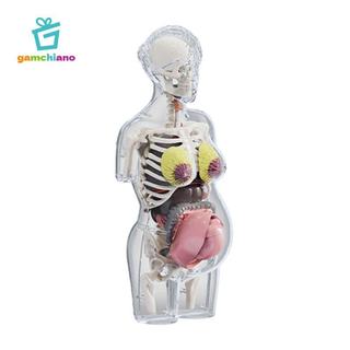 Gamchiano Mô hình giải phẫu cơ thể con người Đồ chơi giáo dục Các bộ phận có thể tháo rời Lắp ráp giải phẫu