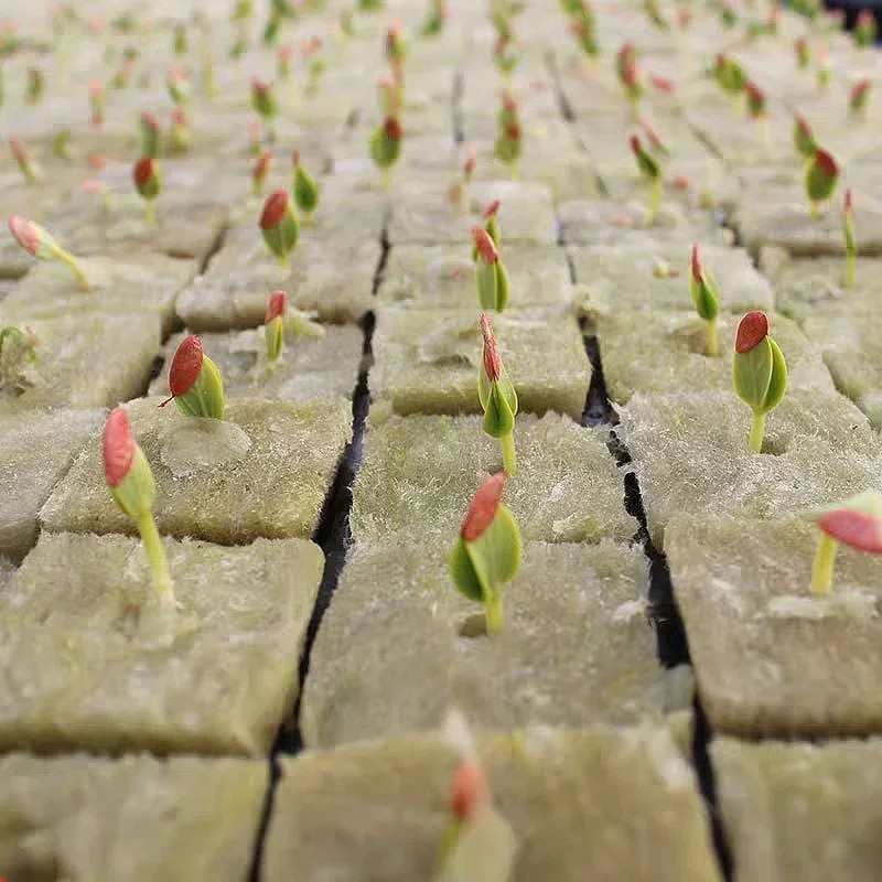 50 / 100 CÁI Văn hóa không đất Rockwool Khối trung bình Hydroponic Seeding Khối trồng cây cho cây