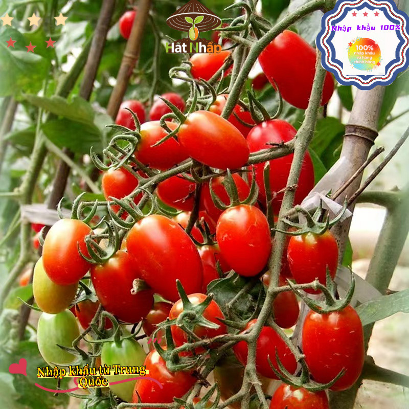 Hạt giống cà chua cherry đỏ chịu nhiệt，-k006
