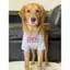 【Ready Stock】 Big Dog Thin Clothes Border Collie Golden Retriever Samo Clothes Dog Clothes Large Dog Funny Cute Clothes Summer Thin X5He