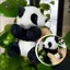 HFTOY Kawaii Panda Sang Trọng Đồ Chơi Búp Bê Động Vật Mềm Gấu Trúc Kẹp Ôm Rèm Kẹp Đồ Chơi Búp Bê ~