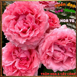 Chậu Hoa Hồng Nhật Corail Gelee Bông To Đại Nở Bền 2 Tuần Siêu Thơm🍟 VƯỜN HOA CỔ TÍCH