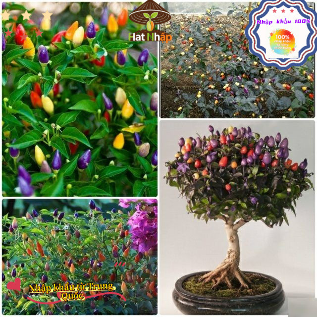Hạt giống ớt ngũ sắc nhiều màu -gói 100 hạt-nãy mầm đều,gieo trồng quanh nămk033