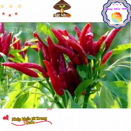 Hạt Giống Ớt Chỉ Thiên F1 (500 Hạt) - Cay Nồng Nàng ,Thơm Ngon -k035