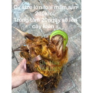- củ giống cây dương xỉ culi size to mầm cao sẵn , trồng 20 ngày sẽ lên cây