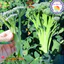 Hạt giống súp lơ baby chịu nhiệt (giòn ngọt, giàu dinh dưỡng, năng suất cao)-k011