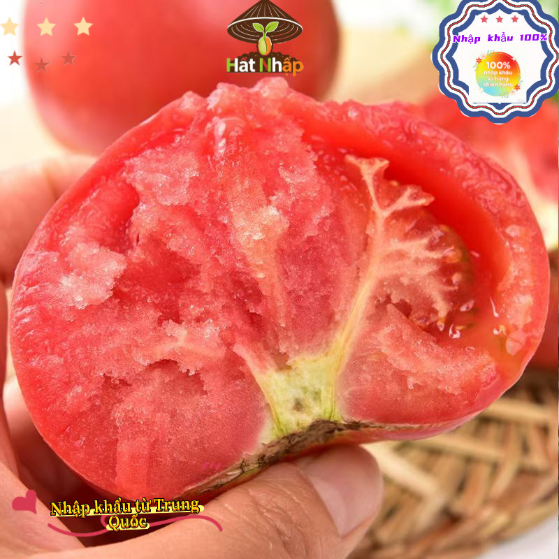Hạt giống cà chua chịu nhiệt，-k003