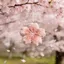 GILL Móc Khóa, Sakura Series Túi Mềm Quyến Rũ, Thời Trang DIY Quà Tặng Sang Trọng Túi Mặt Dây Chuyền Ba Lô Trang Trí