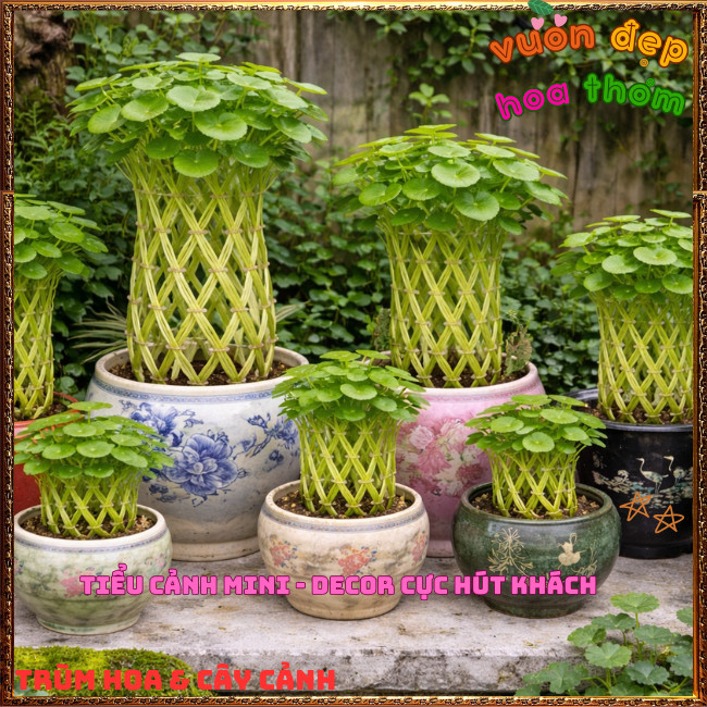 Chậu Cỏ Đồng Tiền Rau Má Kiểng Siêu Dễ Trồng Xinh Xắn Mang May Mắn️📩 Hoa Mười Giờ Bonsai & Phụ Kiện