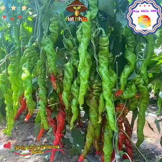 （250 hạt giống）Hạt Giống Ớt Xanh Hồ Nam，Cay ngon, chịu nhiệt tốt và năng suất cao.k053
