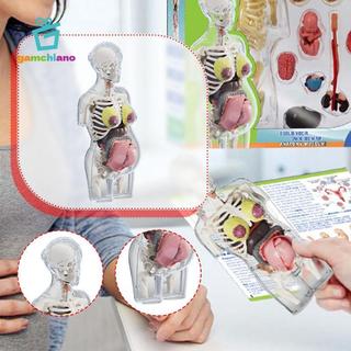 Gamchiano Mô hình giải phẫu cơ thể con người Đồ chơi giáo dục Các bộ phận có thể tháo rời Lắp ráp giải phẫu