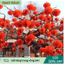 【COD】Đèn lồng giấy đỏ, chất liệu bền đẹp, thích hợp treo trang trí cửa nhà và sân vườn trong các dịp lễ hội.