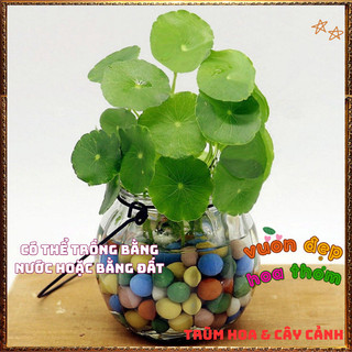 Chậu Cỏ Đồng Xu Xinh Xắn Rau Má Kiểng Làm Tiểu Cảnh Đáng Yêu Dễ Chăm📗 VƯỜN HOA CỔ TÍCH