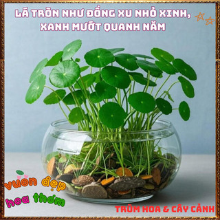 Chậu Cỏ Đồng Tiền Sức Sống Mãnh Liệt Mang Tài Lộc May Mắn 🍟 Yêu Nhà Yêu Hoa
