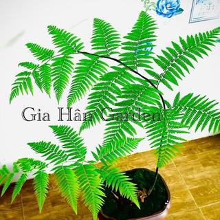 Củ Dương Xỉ Culi chuẩn lông vàng - Loại Củ Đặc Biệt Siêu Hot Dễ Trồng Trong Nhà ( lông cầm m-áu rất tốt)