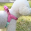 26 Dây Xích Chó Yên Xe Phong Cách Chống Cháy Nổ Okinawa Ngực Lưng Teddy Bichon Corgi Nhỏ Vừa Chó Đa Năng Ngực Thú Cưng