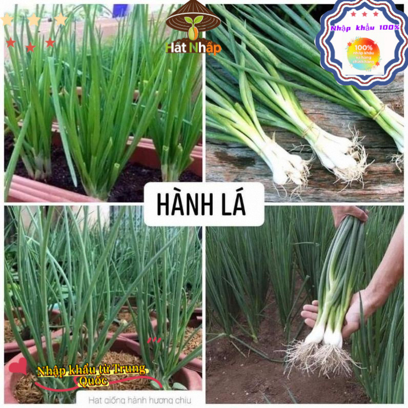 Hạt giống hành lá, hành hương cao sản，1cái túiKhoảng 1000 viên thuốc，-k013