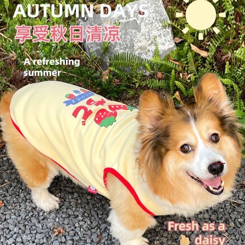 2025 Ngoài Trời Thú Cưng Vest Ấm Corgi Teddy Bichon Nhỏ Vừa Chó Dễ Thương Quần Áo Cho Chó Khuyến Nghị