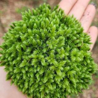 Rêu cushion tiểu cảnh bonsai, đắp tường rêu, terrarium, dùng làm nền