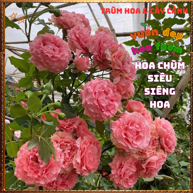 Chậu Hoa Hồng Corail Gelee Màu Cam Hồng Bông Rất To Nở Bền 2 Tuần 📕 TRÙM HOA VÀ CÂY CẢNH