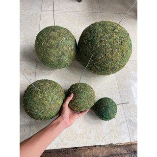- . quả cầu Kekodama đặc, rêu xanh có thể tái sinh khi đủ ẩm và nắng .