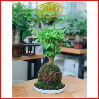 .. Quả cầu rêu kokedama trồng cây mang phong cách nhật bản kết nối với núi rừng dù đang sống ở phố thị .