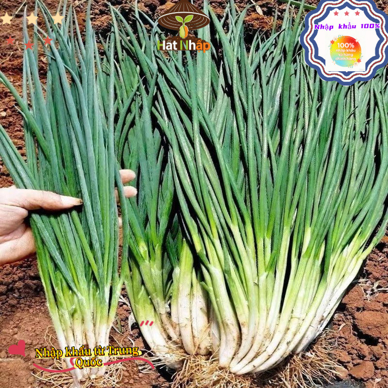 Hạt giống hành lá, hành hương cao sản，1cái túiKhoảng 1000 viên thuốc，-k013